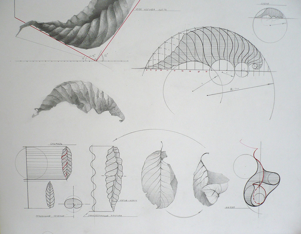 plantleaf26